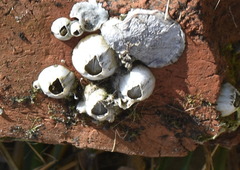 Amphibalanus eburneus