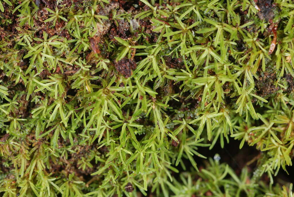 white octoblepharum moss (Bryophytes (hornworts, liverworts and mosses ...