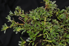 Lithospermum gayanum