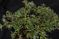 Lithospermum gayanum