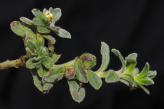 Lithospermum gayanum