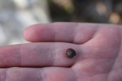 Triodopsis hopetonensis