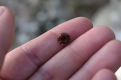 Triodopsis hopetonensis