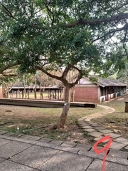 Ficus microcarpa microcarpa