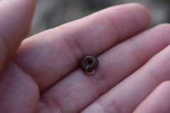Triodopsis hopetonensis