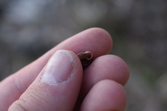 Triodopsis hopetonensis
