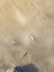 Triops longicaudatus