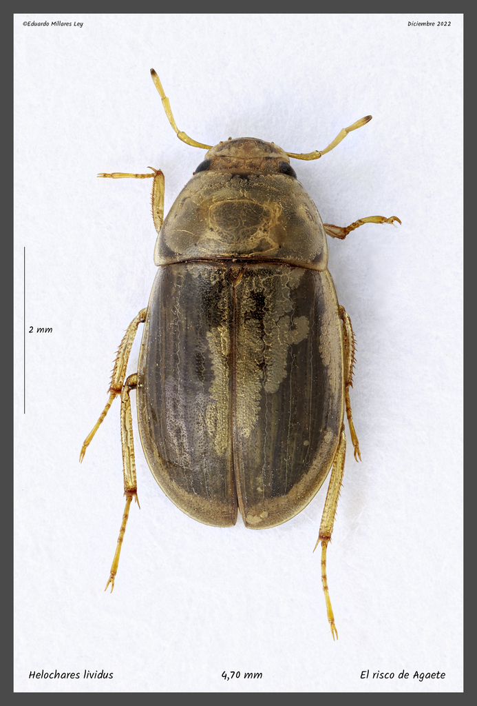 Helochares lividus