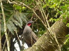 Penelope superciliaris