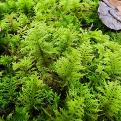 Thuidium tamariscinum