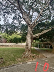 Ficus microcarpa microcarpa