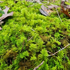 Thuidium tamariscinum