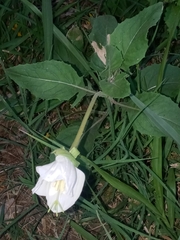 Oenothera centaurifolia