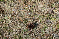 Pinus elliottii elliottii