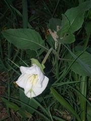 Oenothera centaurifolia