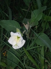 Oenothera centaurifolia