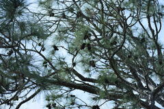 Pinus elliottii elliottii