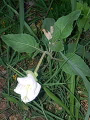 Oenothera centaurifolia