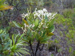Psychotria rupicola