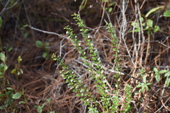 Vaccinium myrsinites