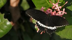 Papilio polytes