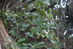 Smilax auriculata