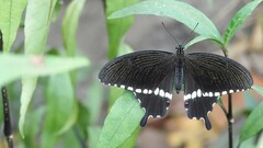 Papilio polytes