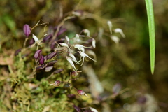 Trichosalpinx arbuscula