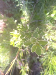 Diospyros lycioides