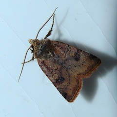 Cerastis faceta