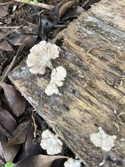 Schizophyllum commune