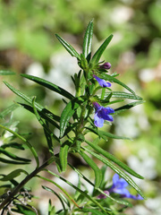 Glandora oleifolia