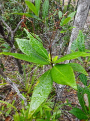 Psychotria rupicola
