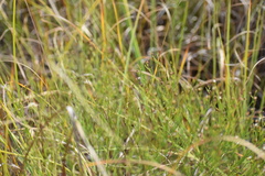 Baccharis angustifolia