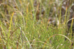 Baccharis angustifolia