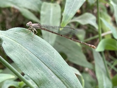Ceriagrion