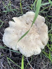 Hohenbuehelia petaloides