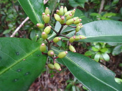 Psychotria semperflorens