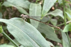 Ceriagrion