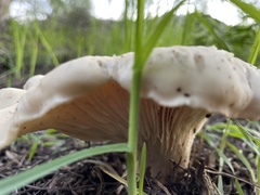 Hohenbuehelia petaloides