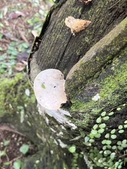 Pseudohydnum gelatinosum