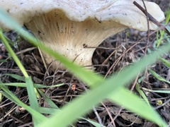 Hohenbuehelia petaloides