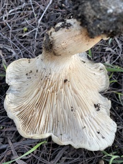 Hohenbuehelia petaloides