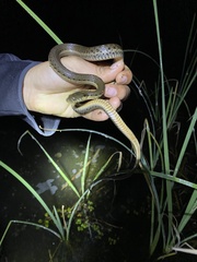 Thamnophis hammondii