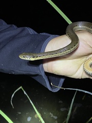 Thamnophis hammondii
