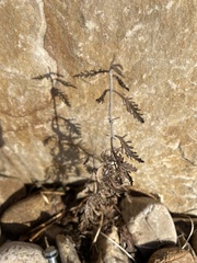 Salvia yangii