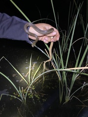 Thamnophis hammondii