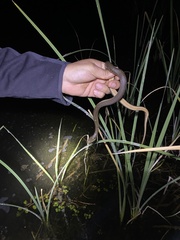 Thamnophis hammondii