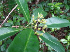 Psychotria semperflorens