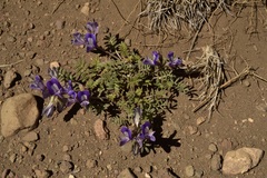 Astragalus